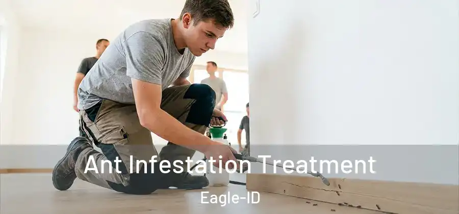 Ant Infestation Treatment Eagle-ID