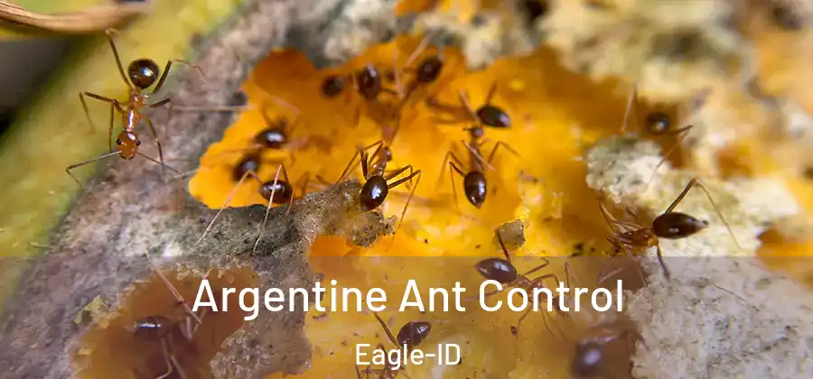 Argentine Ant Control Eagle-ID