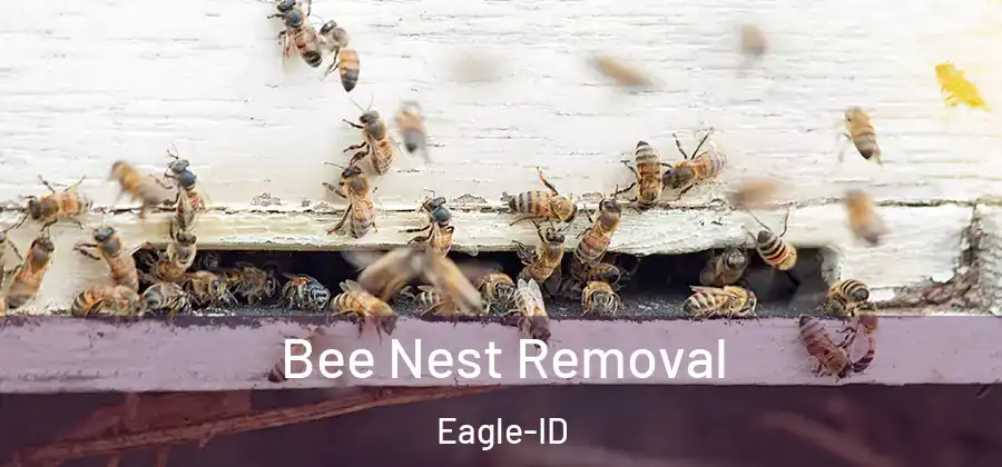  Bee Nest Removal Eagle-ID