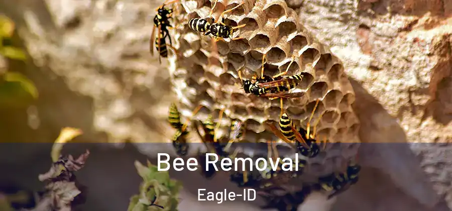  Bee Removal Eagle-ID