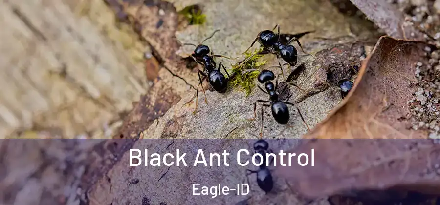  Black Ant Control Eagle-ID
