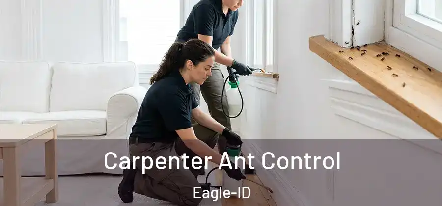  Carpenter Ant Control Eagle-ID