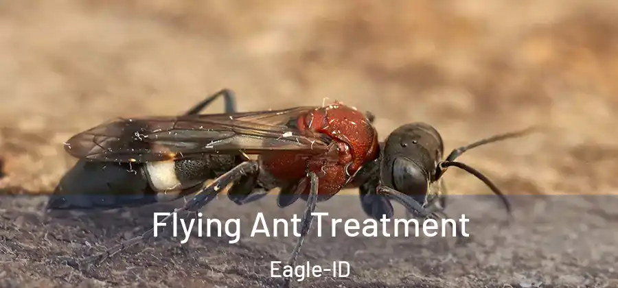 Flying Ant Treatment Eagle-ID