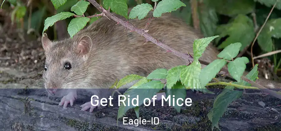 Get Rid of Mice Eagle-ID