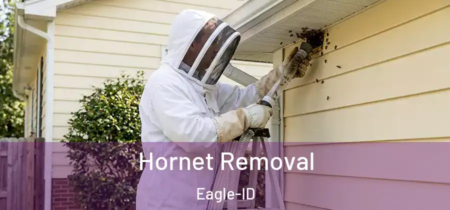 Hornet Removal Eagle-ID
