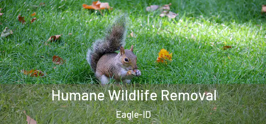 Humane Wildlife Removal Eagle-ID
