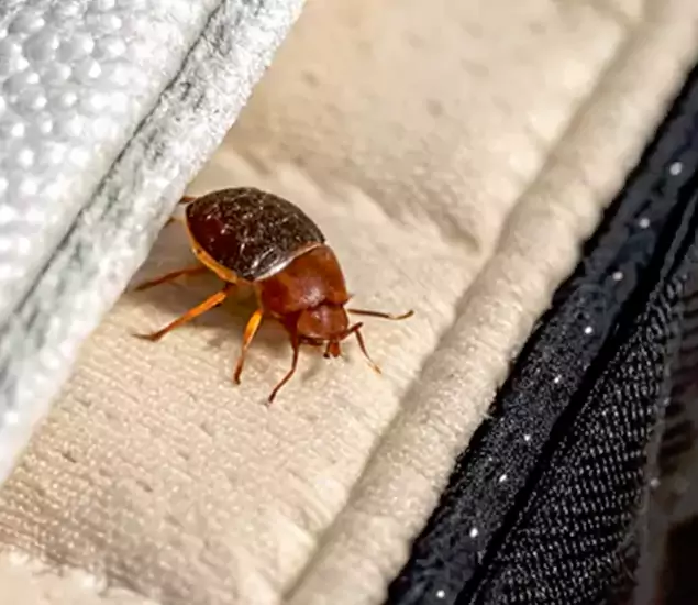 Trusted Bed Bug Prevention Specialists in Eagle, ID