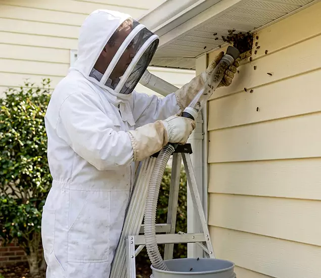 Your Affordable Bee Removal Company in Eagle, ID