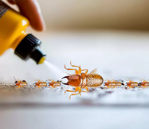 Reliable Bora Care Termite Experts in Eagle, ID