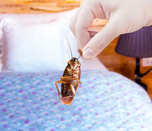 Expert Roach Control Services: Your Cockroach Pest Control in Eagle, ID
