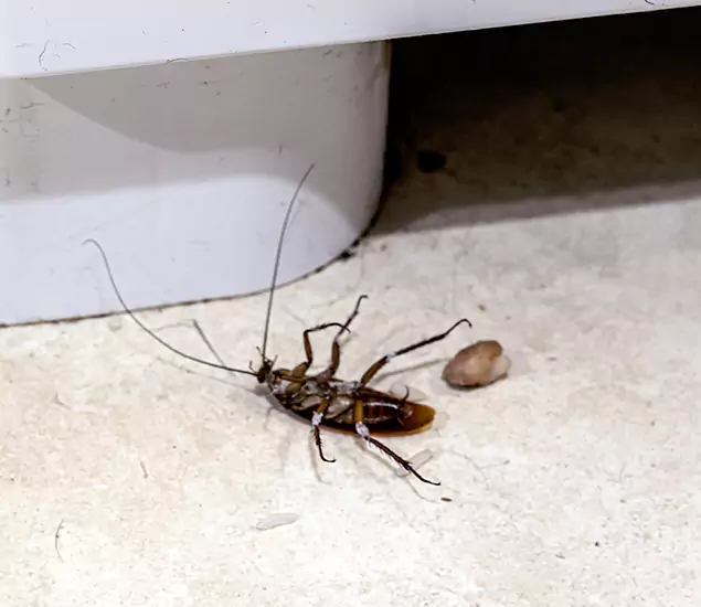 Cockroach Infestation Treatment