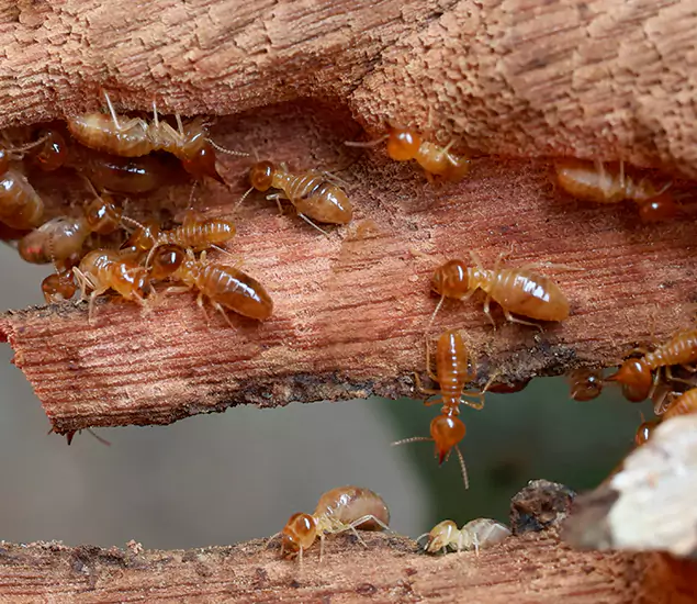 About Our Drywood Termite Treatment Experts in Eagle, ID