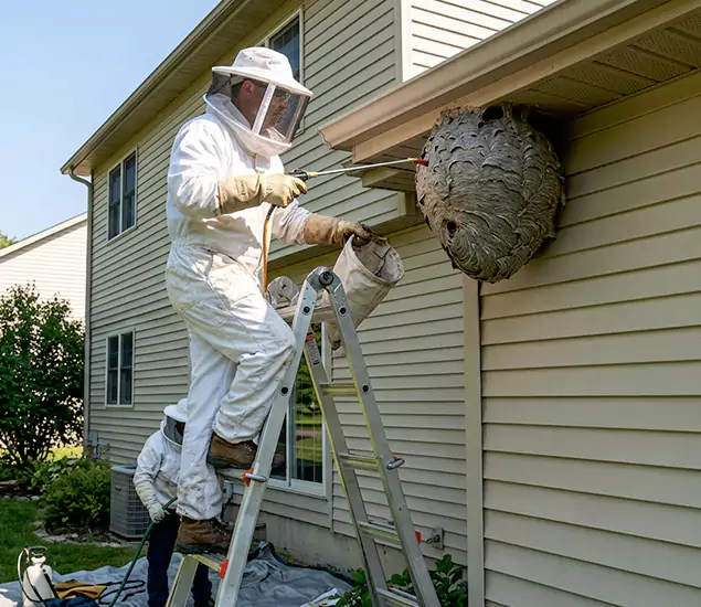 Expert Wasp Nest Removal: Your Local Wasp Nest Removal Company in Eagle, ID