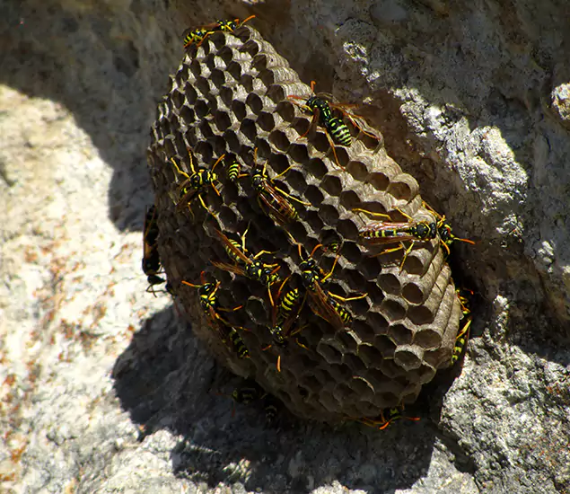 Your Local Hornet Removal Company in Eagle, ID