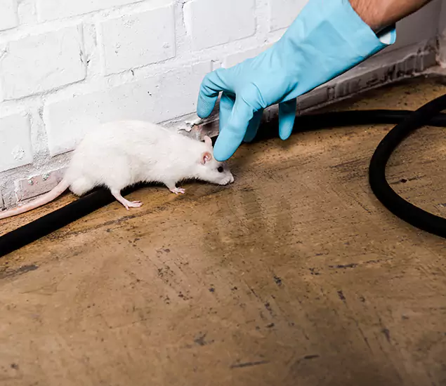 Trusted Mouse Exterminator: Your Rodent Control Company in Eagle, ID