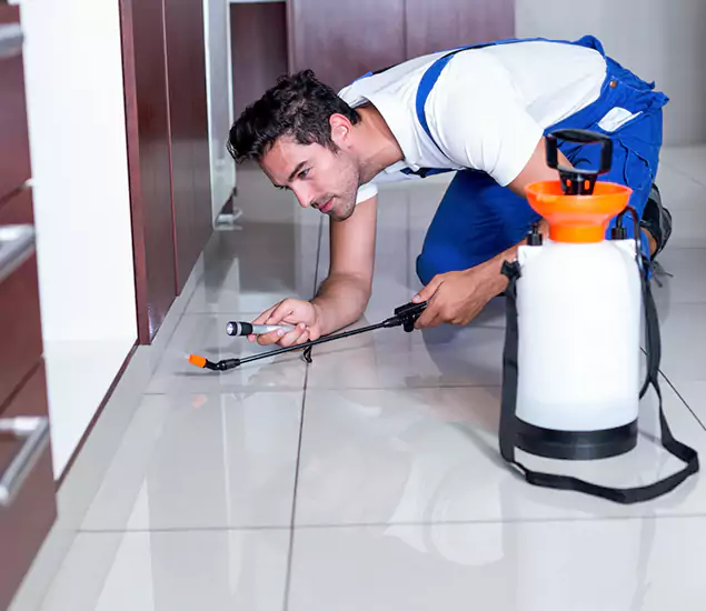 Reliable Professional Mouse Removal: Your Best Mouse Control Company in Eagle, ID