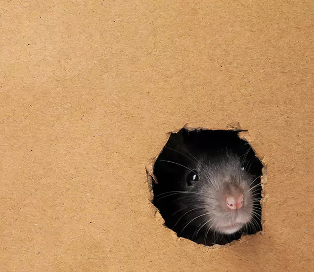 Rats in Attic Removal Experts in Eagle, ID