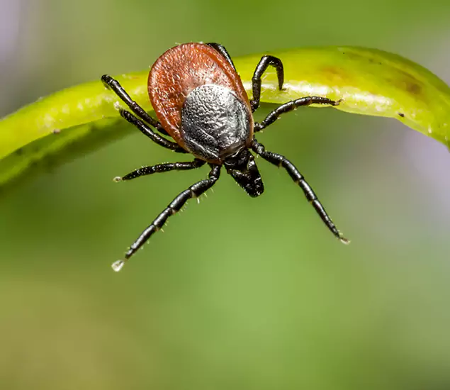 Your Trusted Tick Pest Control in Eagle, ID