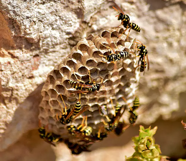 Your Best Wasp Removal Company in Eagle, ID