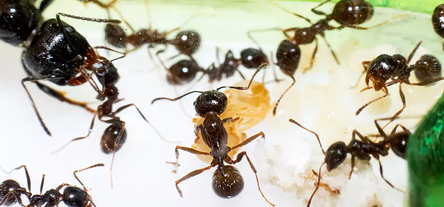 Argentine Ant Barrier Treatment in Eagle