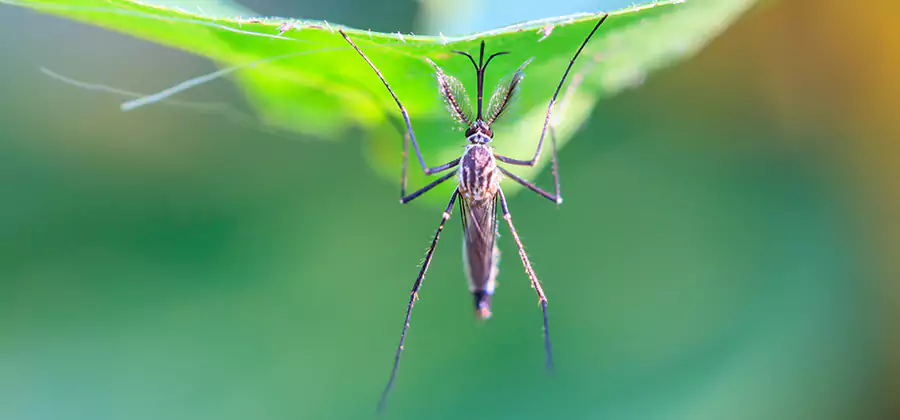 Natural Mosquito Spray for Yard in Eagle