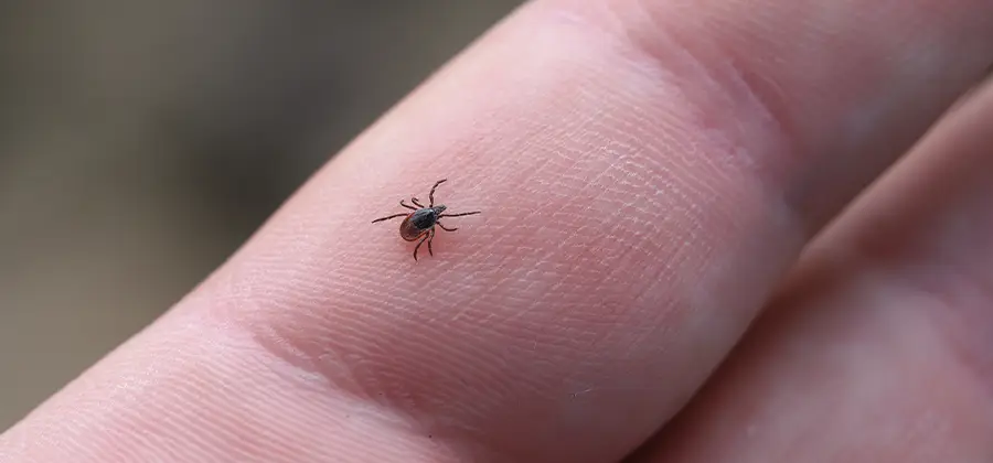 Infection Prevention for Bed Bug Bites in Eagle