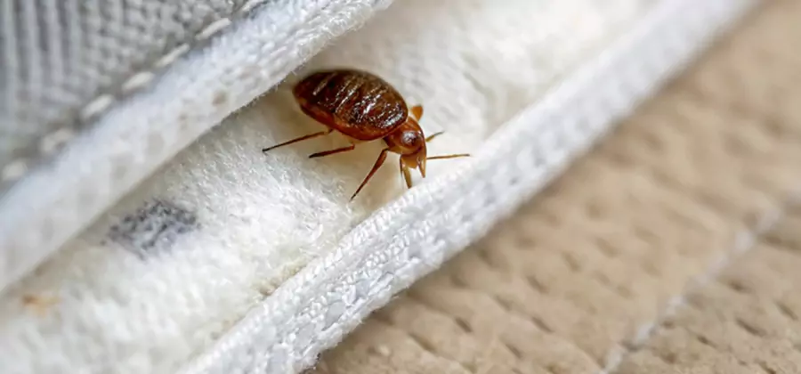 Tenting Bed Bug Fumigation in Eagle