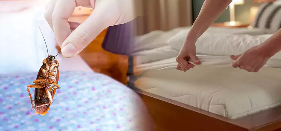 Bed Bug Home Extermination Service in Eagle