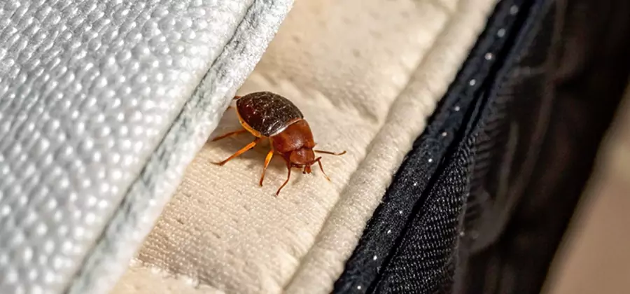 Commercial Bed Bug Control in Eagle