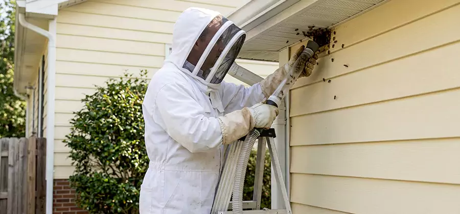 Ground Bee Removal in Eagle