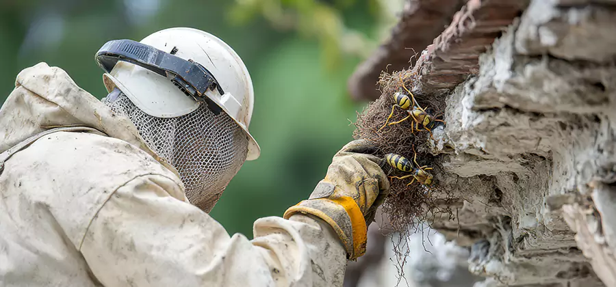 Bee and Wasp Hornet Removal in Eagle