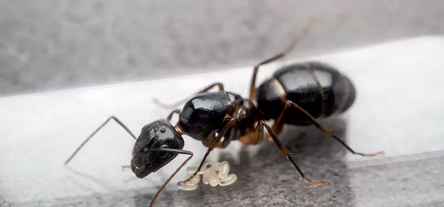 Black Ants in Kitchen Elimination in Eagle