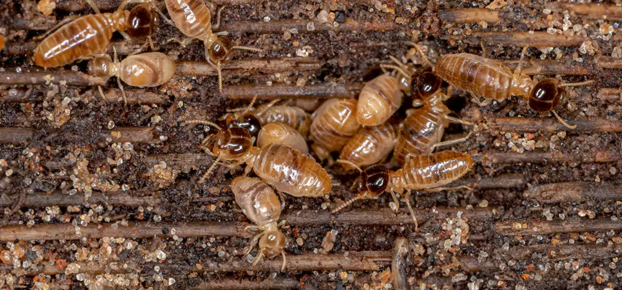 Bora Care Residential Termite Control in Eagle