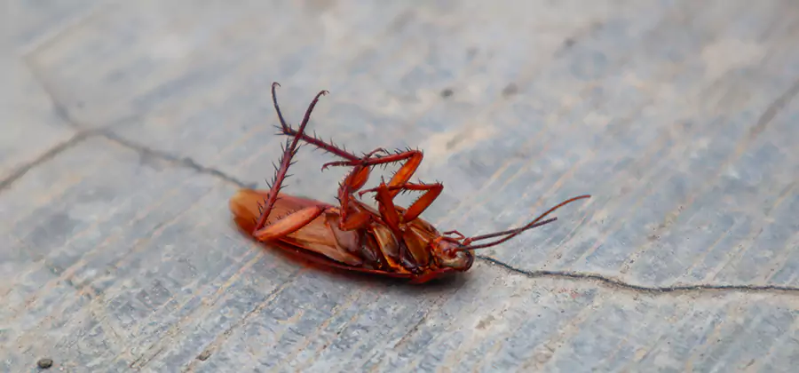 Cockroach Eradication for Commercial Properties in Eagle
