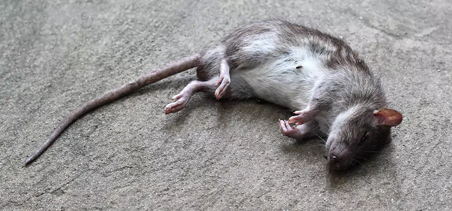 Dead Rat Disposal in Eagle