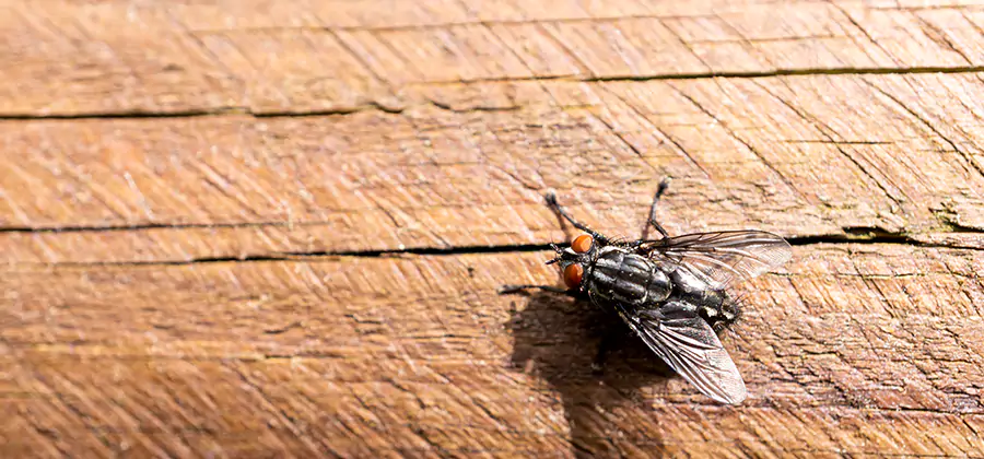 Flying Ant Barrier Treatment in Eagle