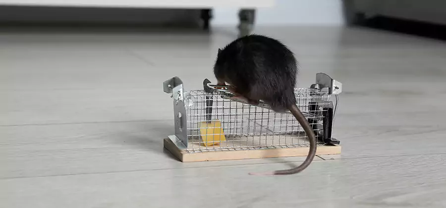 Mice in Attic Removal Eagle
