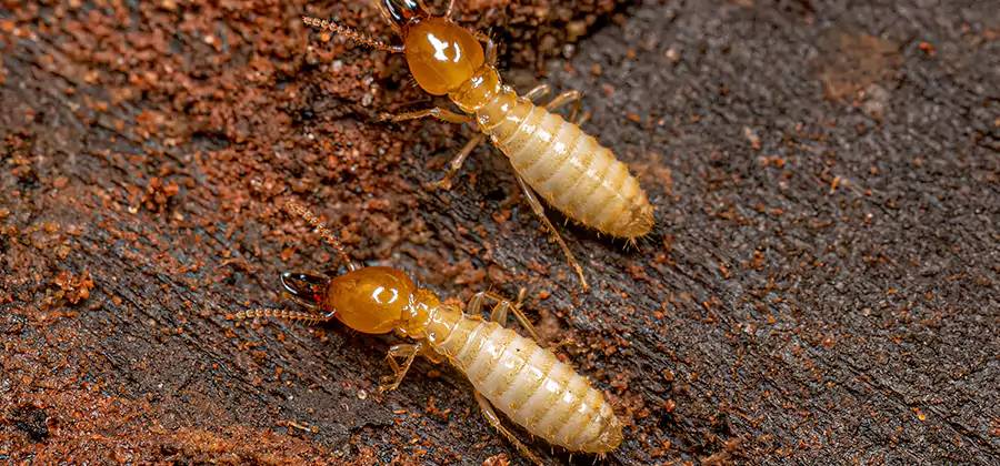Structural Heat Termite Treatment in Eagle