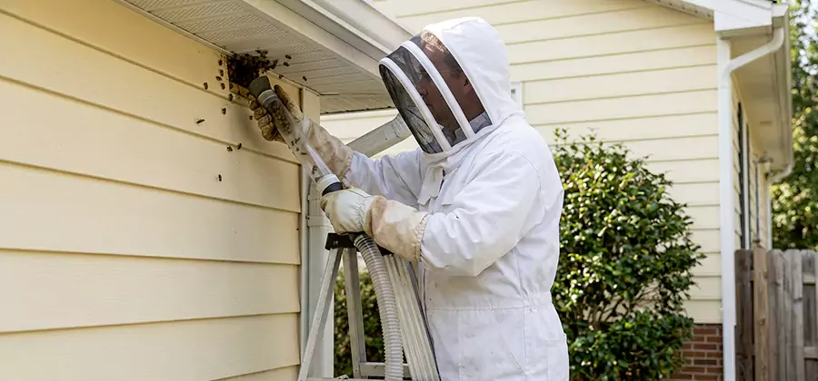 Wasp Nest in Wall Removal in Eagle
