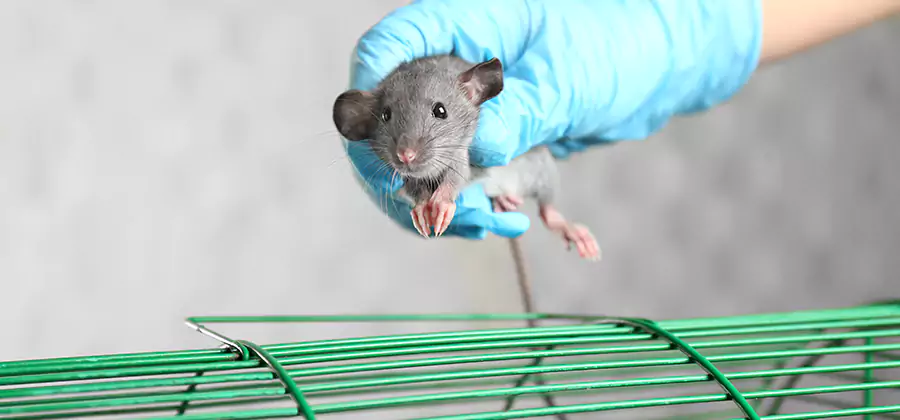Humane Rat Trapping in Eagle