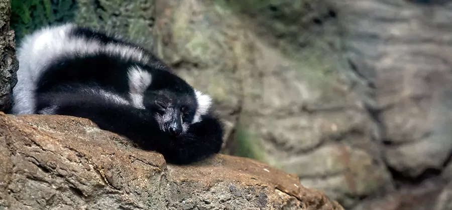 Humane Skunk Removal in Eagle