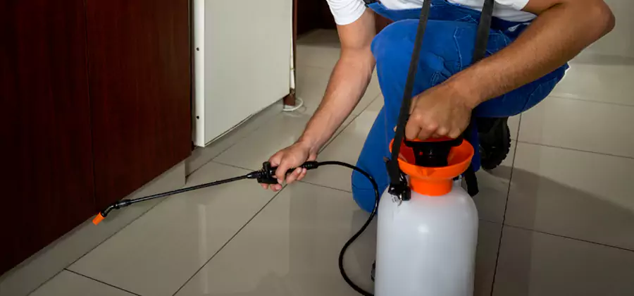 Indoor Insect Killer Solutions in Eagle