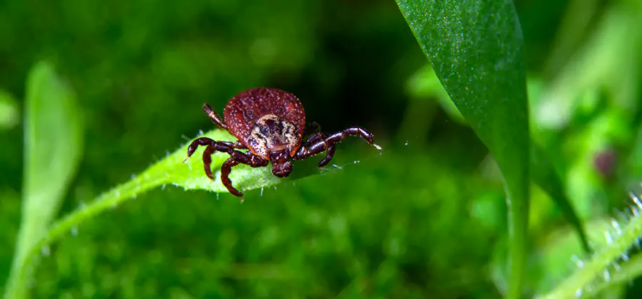 Tick Prevention for Yard in Eagle