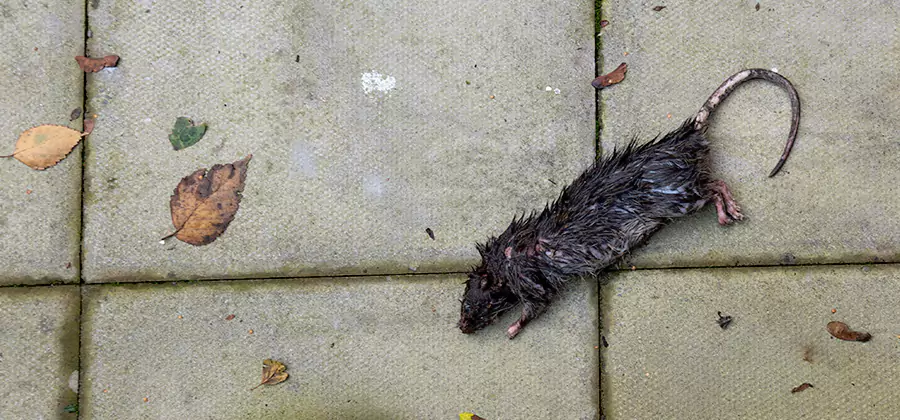 Mice in the Attic Removal in Eagle