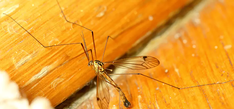 Exterior Mosquito Control in Eagle