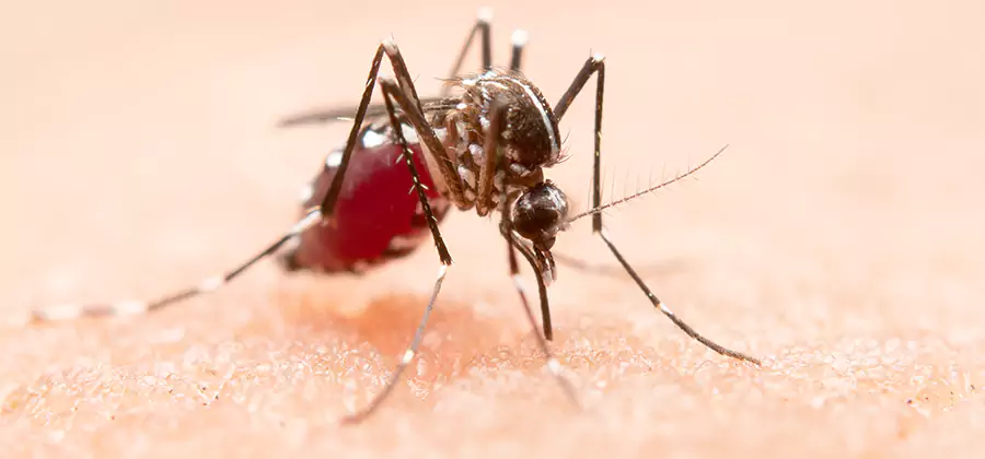 Indoor Mosquito Killer and Interior Control in Eagle