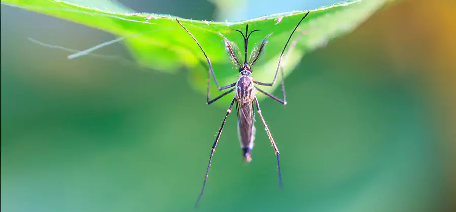 Pest and Mosquito Control for Yard and Patio in Eagle