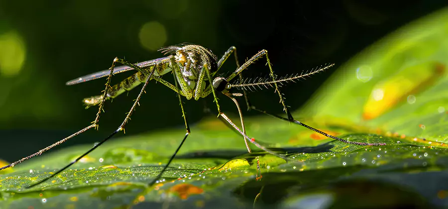 Tick and Mosquito Spray in Eagle