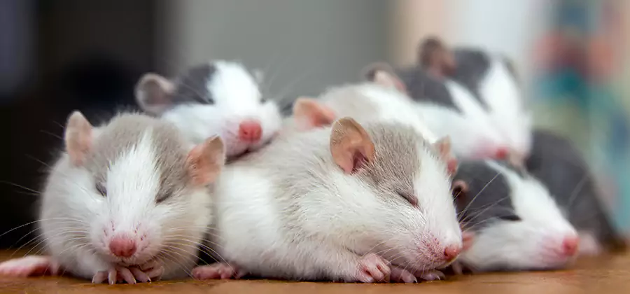 Eagle Pet Safe Mice Control