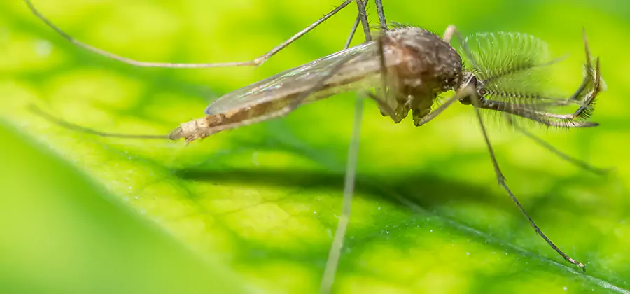 Herbal Mosquito Repellent Treatment in Eagle